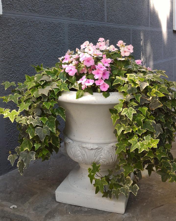 B&B Le Magnolie Gallarate Bagian luar foto